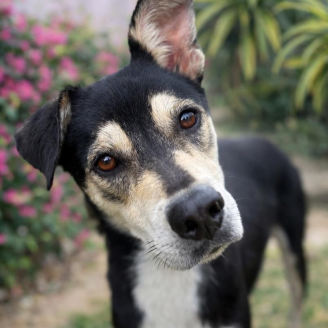 LILI, jeune femelle Berger Créole 